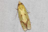 Agapeta hamana