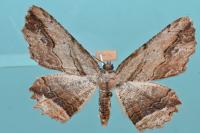Menophra abruptaria