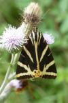 Euplagia quadripunctaria