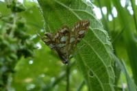 Elophila nymphaeata