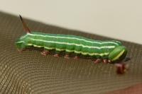 Hyloicus pinastri