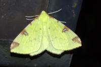 Opisthograptis luteolata