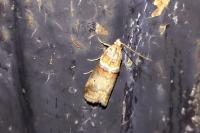 Acrobasis tumidana