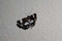 Tyta luctuosa