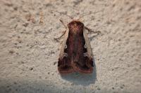 Ochropleura plecta