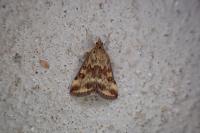 Pyrausta despicata despicata