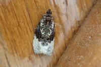 Apotomis betuletana