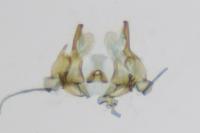 Sorhagenia janiszewskae