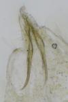 Stigmella tityrella