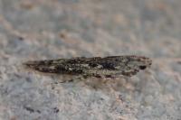 Batrachedra praeangusta