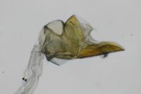 Sorhagenia janiszewskae