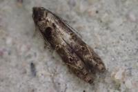 Sorhagenia janiszewskae