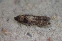 Sorhagenia janiszewskae