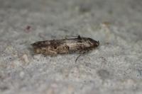 Sorhagenia janiszewskae