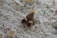 Stigmella tityrella