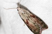 Aphomia sociella