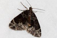 Ecliptopera silaceata