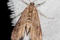 Parapoynx stratiotata