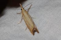 Agriphila straminella