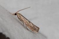 Agriphila geniculea