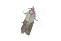 Plodia interpunctella