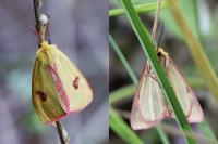 Diacrisia sannio
