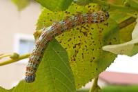 Phalera bucephala