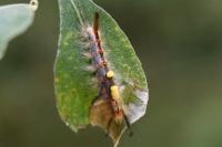 Gynaephora fascelina