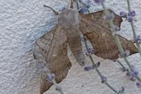 Laothoe populi