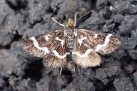 Pyrausta nigrata