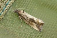 Endothenia quadrimaculana