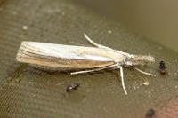 Agriphila tristella