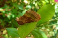 Diachrysia chrysitis