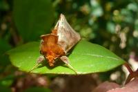 Diachrysia chrysitis