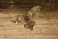 Pyralis farinalis