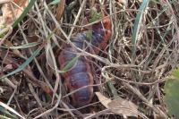 Cossus cossus
