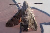 Macroglossum stellatarum