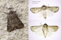 Luperina testacea