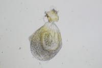 Phalonidia manniana