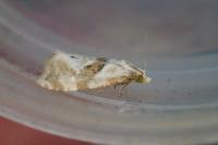 Phalonidia manniana