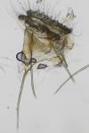 Phalonidia manniana