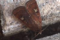Xestia xanthographa