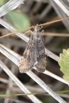 Nomophila noctuella