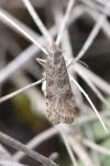 Nomophila noctuella