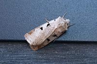 Eugnorisma glareosa