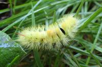 Calliteara pudibunda