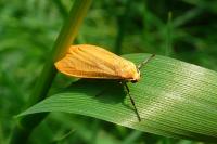 Wittia sororcula