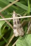 Nomophila noctuella