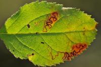 Stigmella desperatella