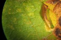 Stigmella desperatella